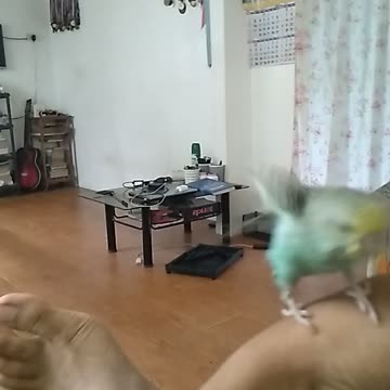 After months lovebird is fully complete(buddy)