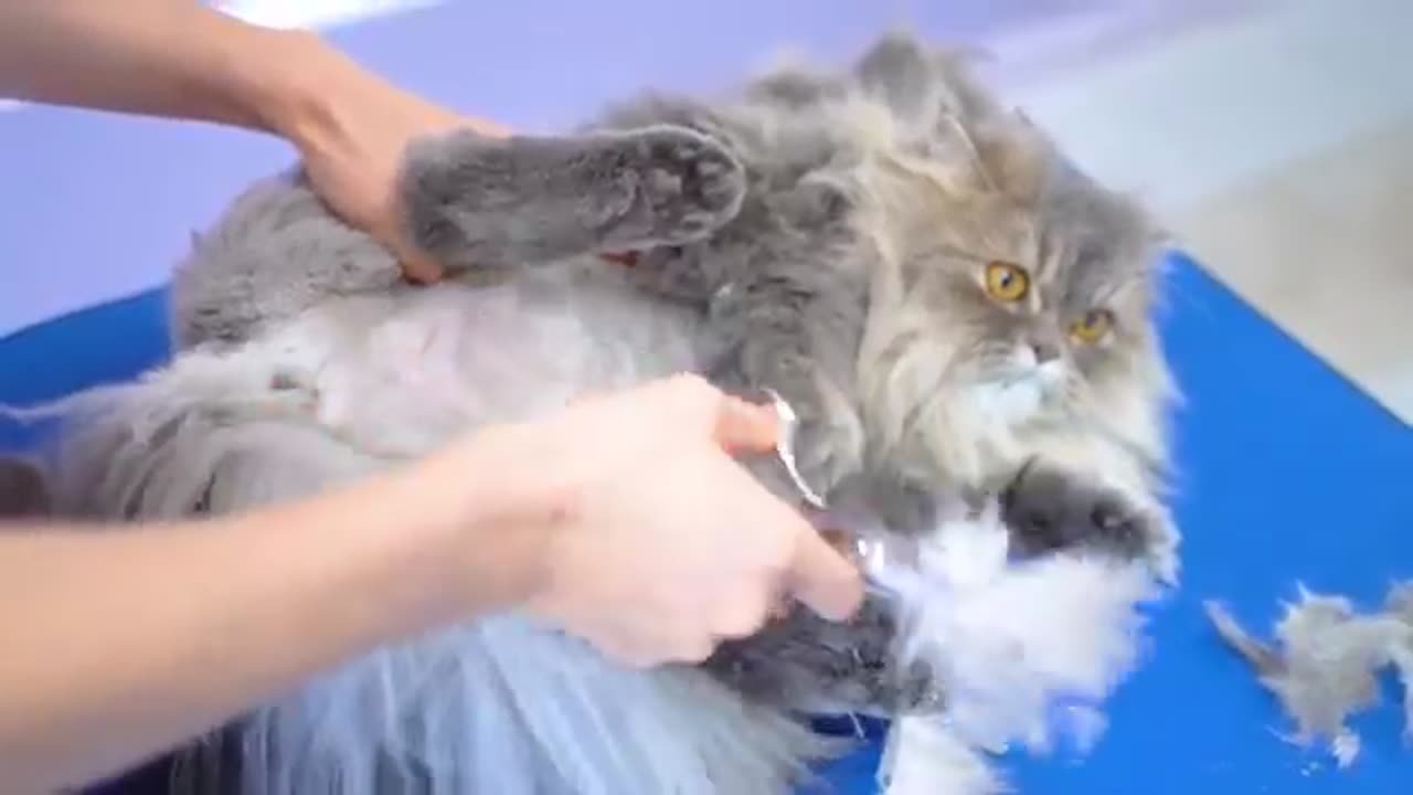 The Cat groomer relieves stress while working!😻🛁✂️❤️