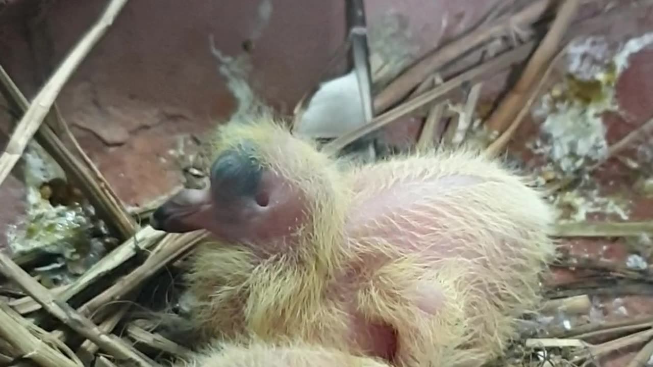 Hatching Pigeon Eggs Day 3