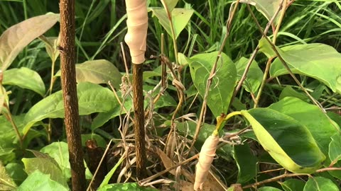 Persimmon Graft