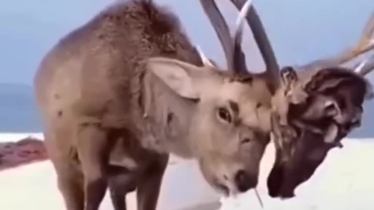 Nature's Twist of Fate: Unbelievable Encounter with Deer Locked in Cruel Horn Duel