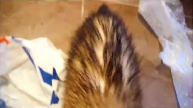 First night with the new ferrets!