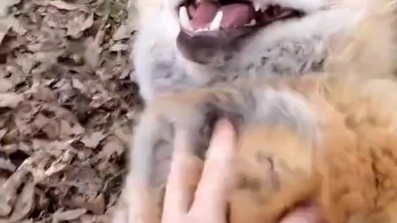 Laughing Foxes