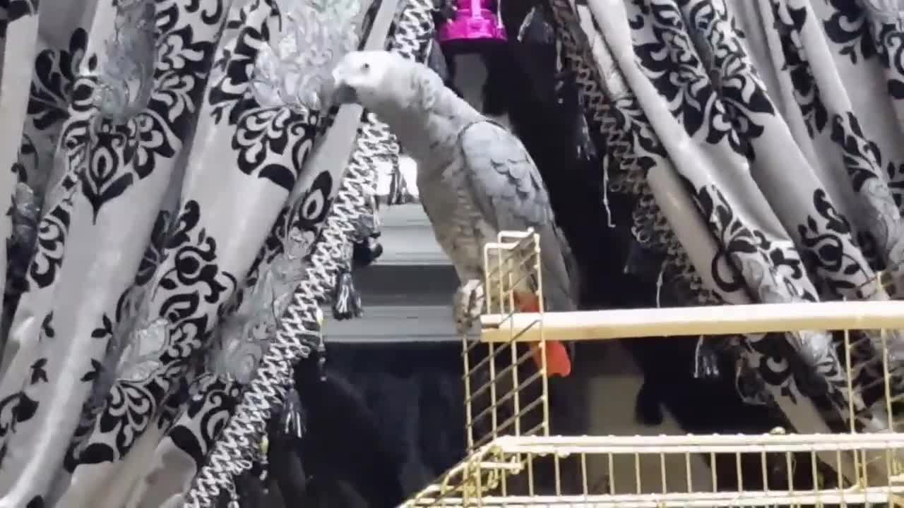 The Voice of a parrot