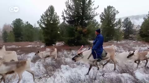 The last reindeer nomads of Mongolia | DW Documentary