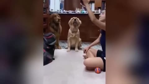 1 Hour Trending Funny Dogs And Cats Videos 😂 Funniest Cats and Dogs-Funny Videos 3390