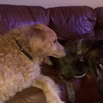 ADORABLE DOGS LOVE EACH OTHER.mp4