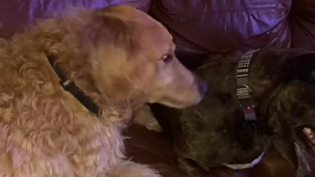 ADORABLE DOGS LOVE EACH OTHER.mp4