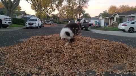 George playing in the leaves
