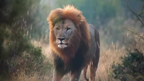 The king