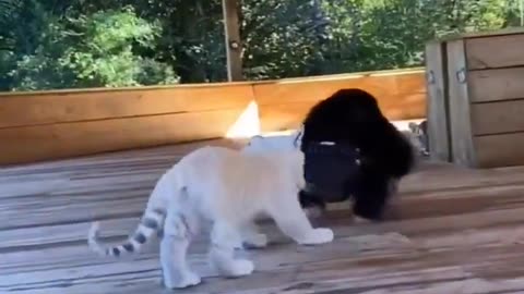 Babies with pets