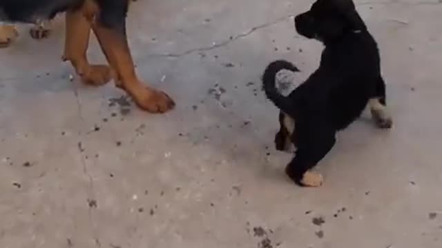 MOTHERLY LEADERSHIP, Watch Mum Promote Peace Amongst Her Pups