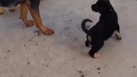 MOTHERLY LEADERSHIP, Watch Mum Promote Peace Amongst Her Pups