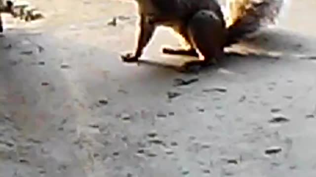 Squirrel in garage