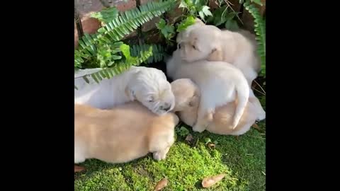 Cute and Funny Cat Dog