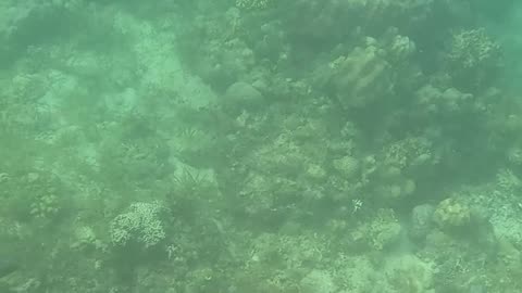 Snorkeling Through Renewal: Exploring a Healing Coral Reef