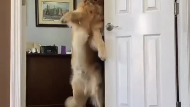 Dog making tik Tok video 🤣