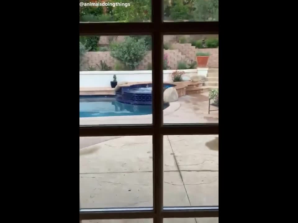 Funny Animals