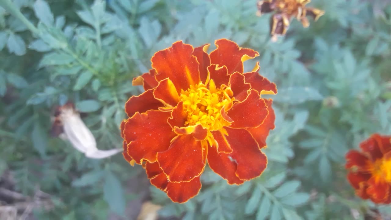 Marigold close