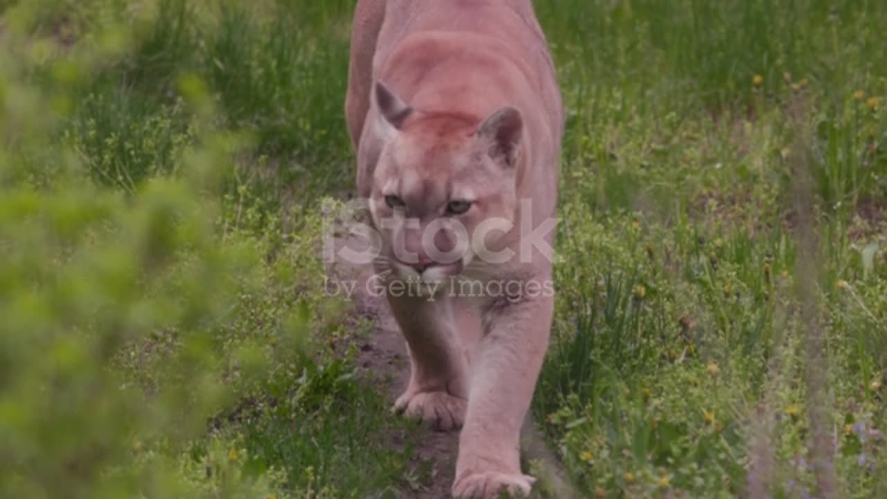 Mountain lion