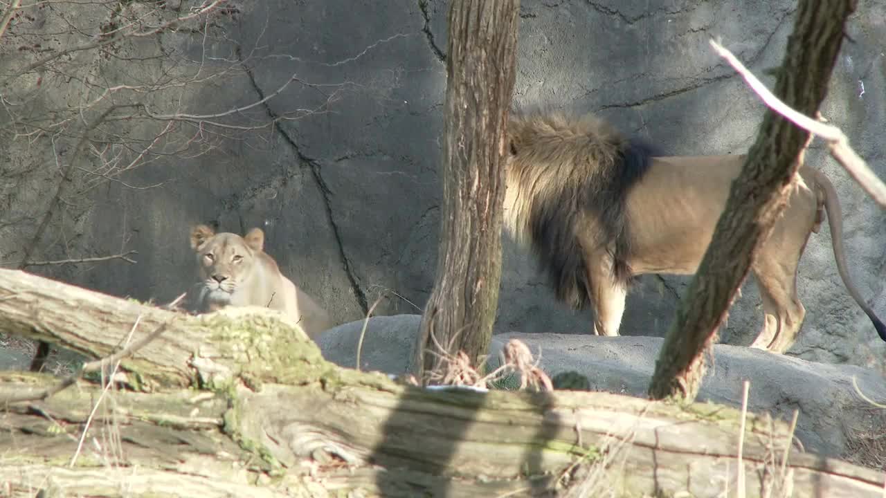 Lion and Lioness