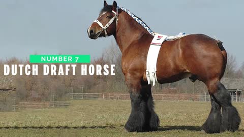 Top 10 Tallest Horses in the World