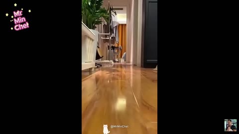 Funny Animals videos 🐶 Funniest Cats and Dogs 2024! #funnycats #funnydogs #funnyanimals