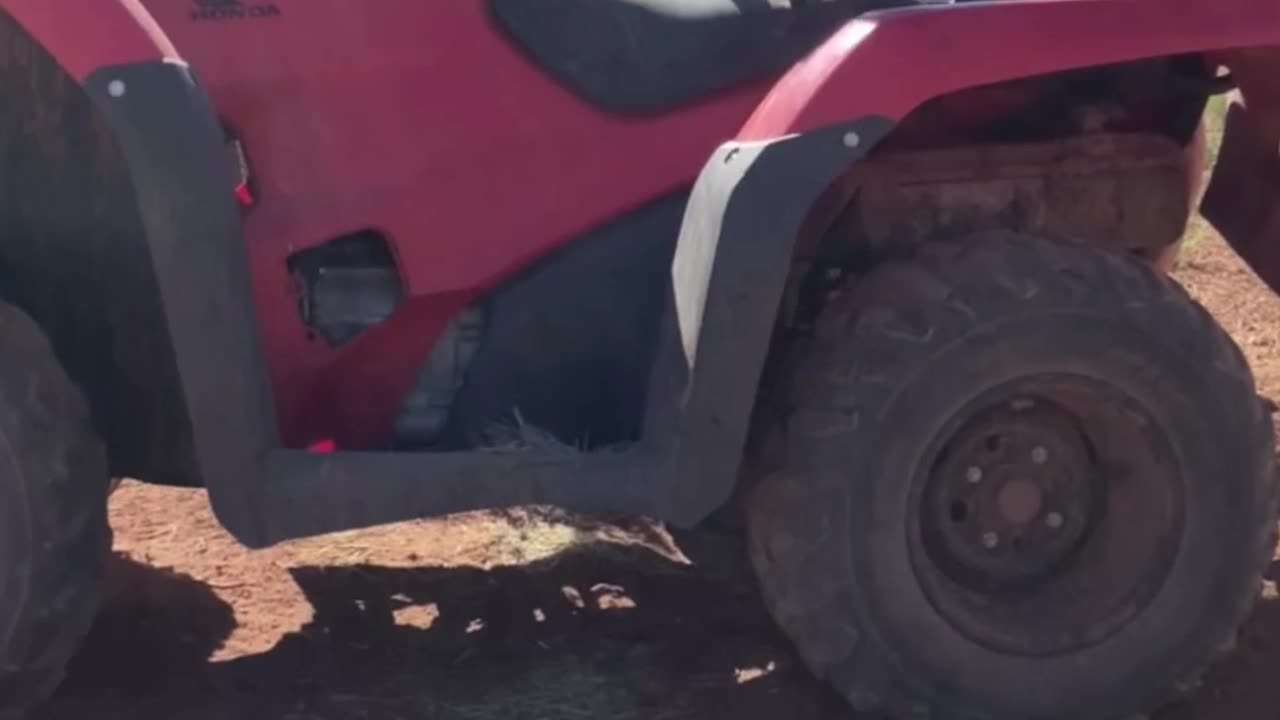 Tulip the Baby Goat Conquers the Quad ATV at H5 Ranch 🏁