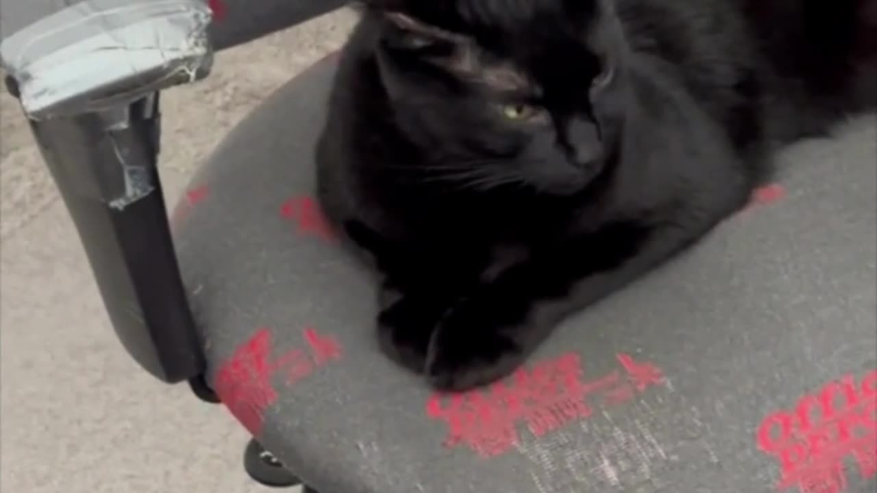 Adopting a Cat from a Shelter Vlog - Cute Precious Piper Does Her Morning Office Routine #shorts