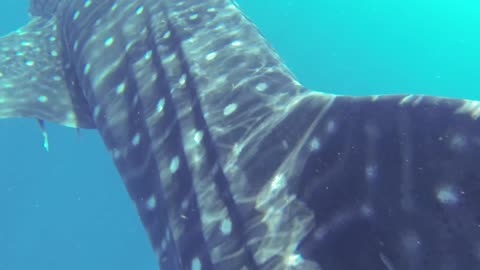 Huge Whale Shark in the Ocean.