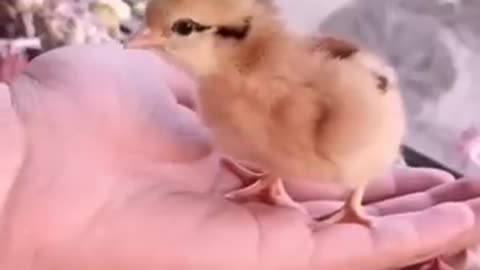 How a chick born from egg
