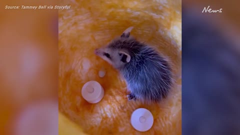 Possum caught eating insides of jack-o’-lantern