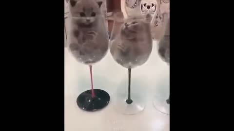 Funny, Animals, Funniest Animals, Funny Videos
