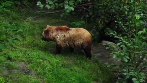 A big brown bear walks in the old forest.