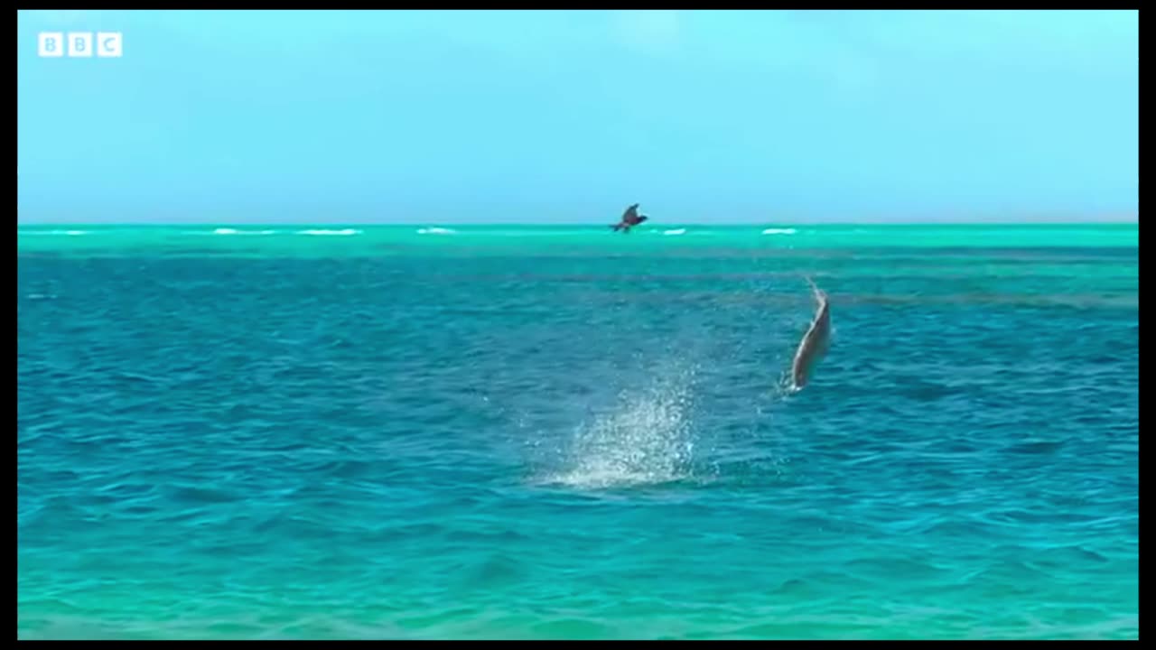 A bird warn another bird from a giant fish on the ocean.