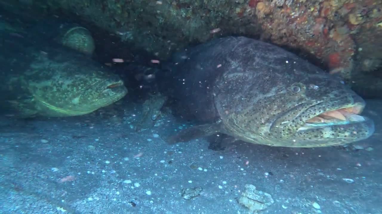 Goliath Groupers Jupiter