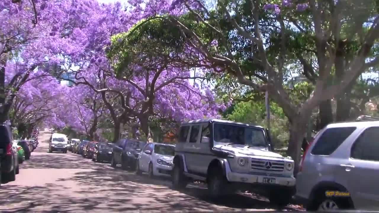 Jacaranda Season in Sydney Spring