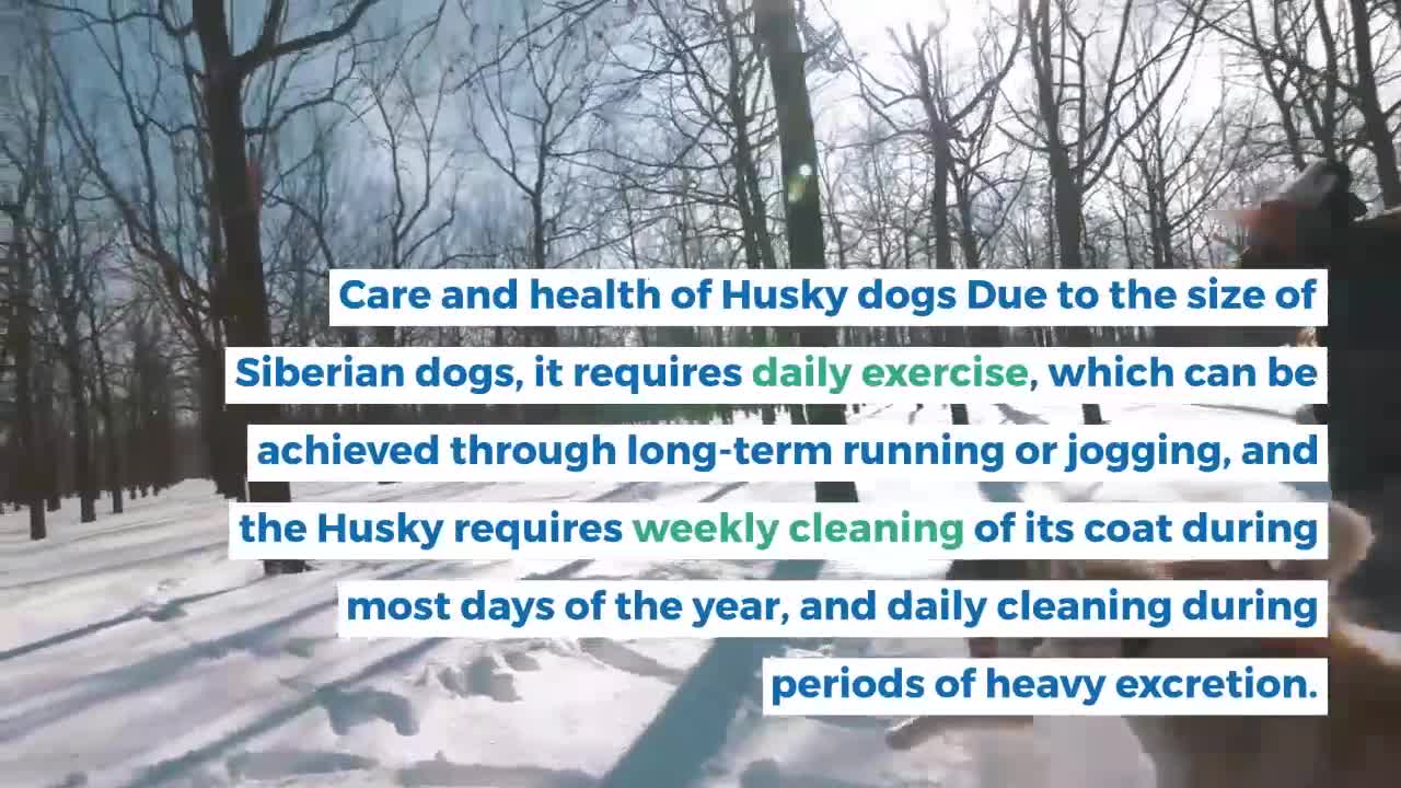 Information about Husky dogs