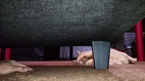 Just my cat chester
