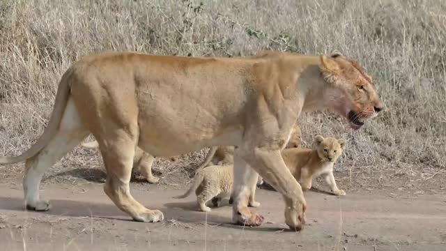 Lion cubs in thier first outdoor adventure