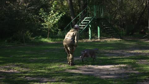 Highest Jumping Dogs