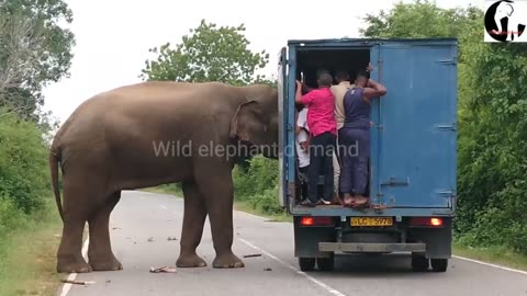 An unexpected search for elephants