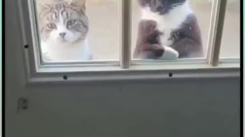 Funny cats part 17,funny video,funny animals