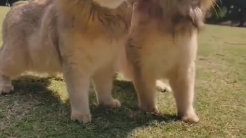 Cutest lion babies