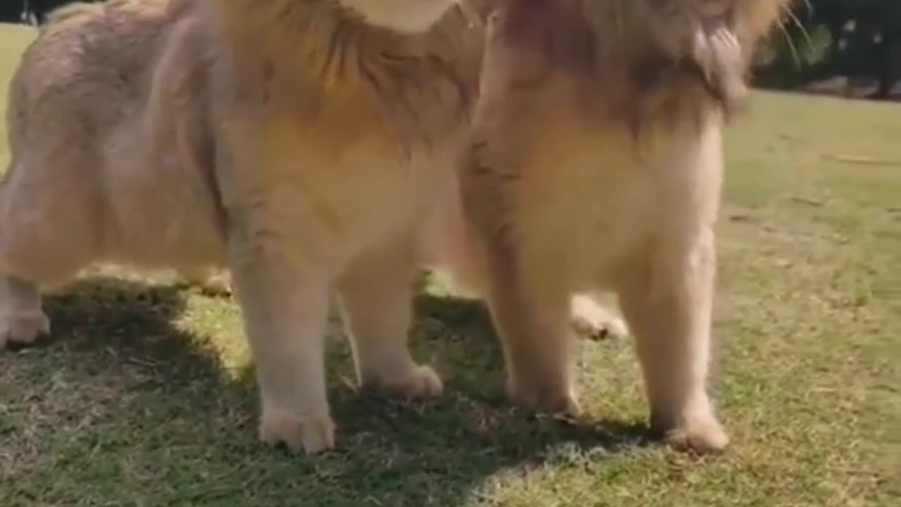 Cutest lion babies