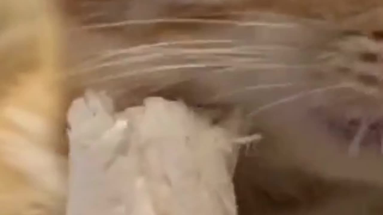 Mukbang
