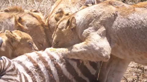 PRIDE OF LIONS HUNTING IN SERENGETI