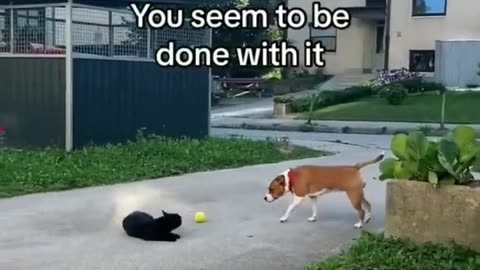 FUNNY CATS vs DOGS 🐱🐶 Best Friends or Enemies? 🐾 New Funniest Animals Videos 2023 😂