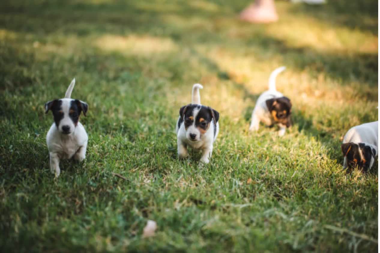 Puppies playing at the park
