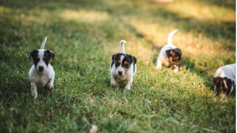 Puppies playing at the park